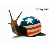 funny-animals1
