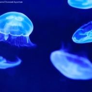 jellyfish-at-the-okinawa-churaumi-aquarium
