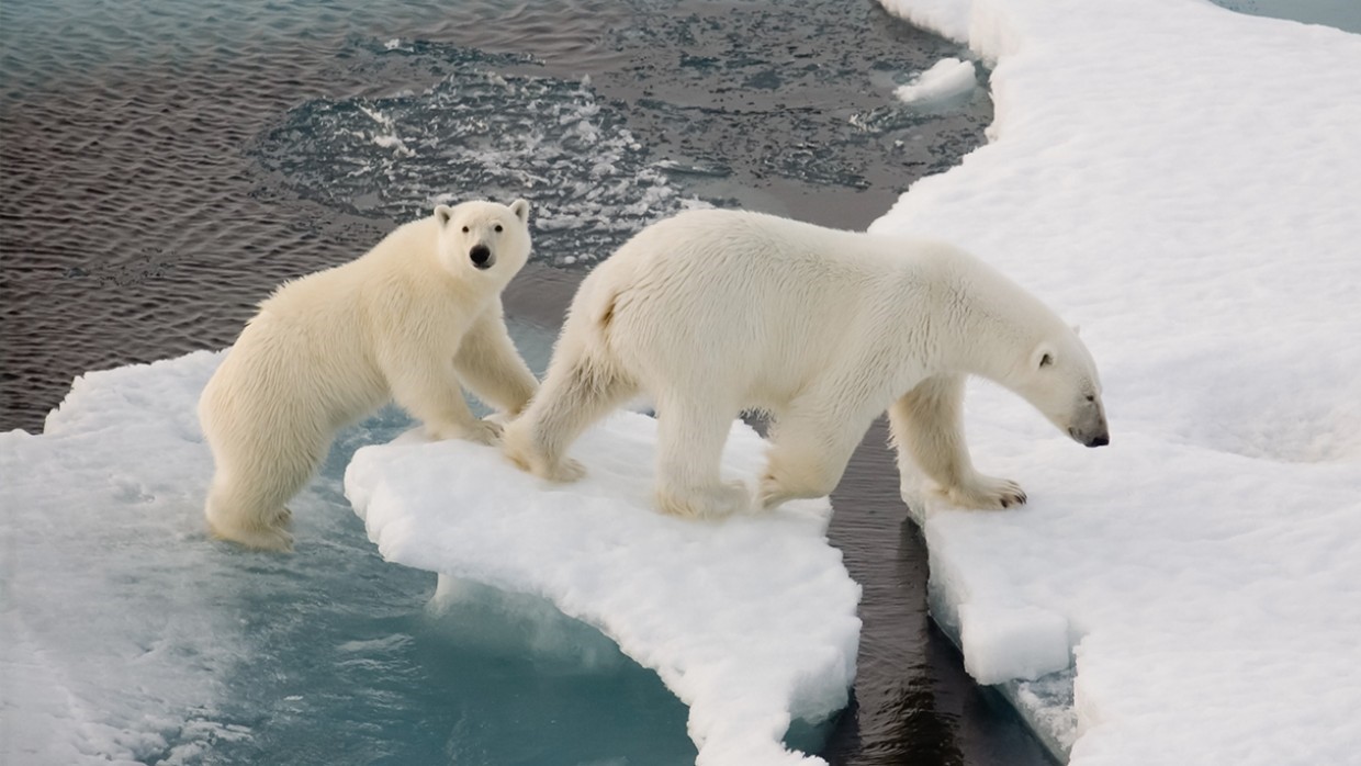 Ten Facts about Polar Bears, Blog Posts