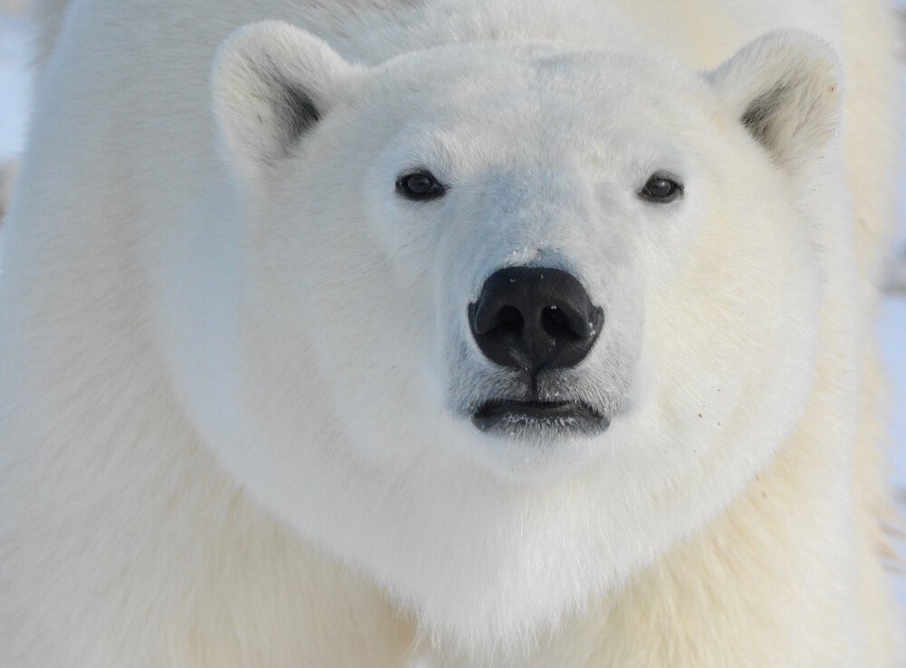 The Importance of Seeing Polar Bears in the Wild - Manager's Office